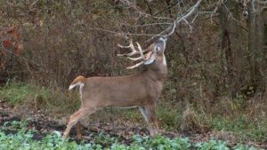 Deer-Hunting-Real-Estate